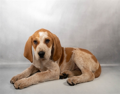 English Coonhound-DOG-Male-Red-10040-Petland Pensacola, Florida