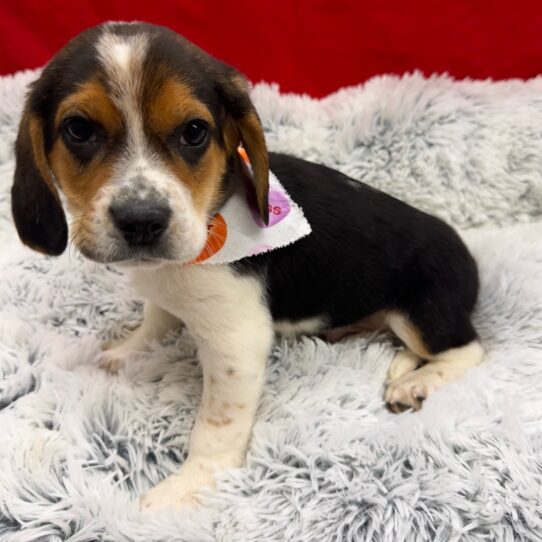 Beagle-DOG-Male-Black White / Tan-10021-Petland Pensacola, Florida