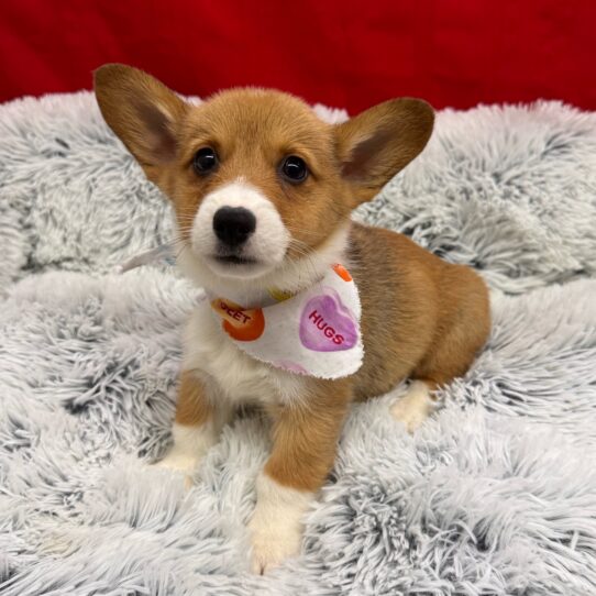 Pembroke Welsh Corgi-DOG-Male-Red / White-10023-Petland Pensacola, Florida