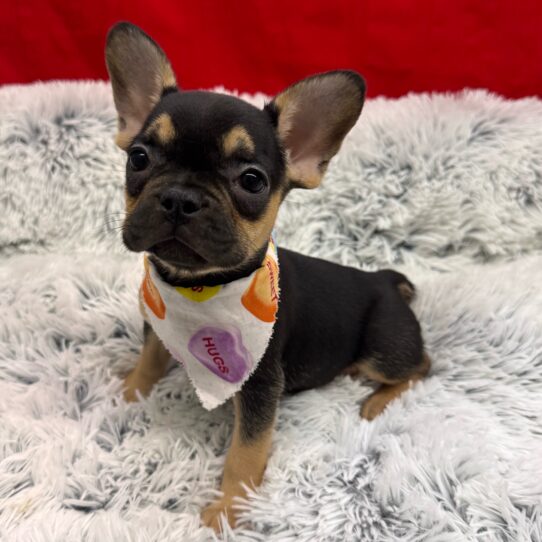 French Bulldog-DOG-Female-Black / Tan-10025-Petland Pensacola, Florida