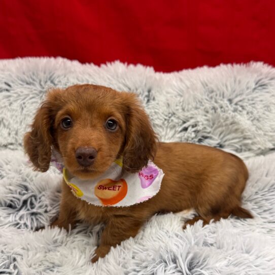 Dachshund-DOG-Male-Chocolate-10031-Petland Pensacola, Florida