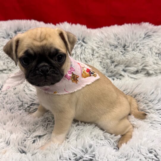 Pug-DOG-Female-Fawn-10033-Petland Pensacola, Florida