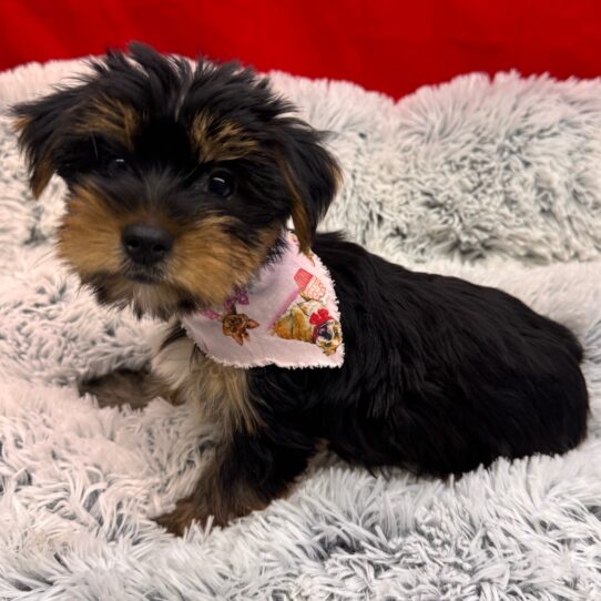 Yorkshire Terrier-DOG-Female-Black and Tan-10035-Petland Pensacola, Florida