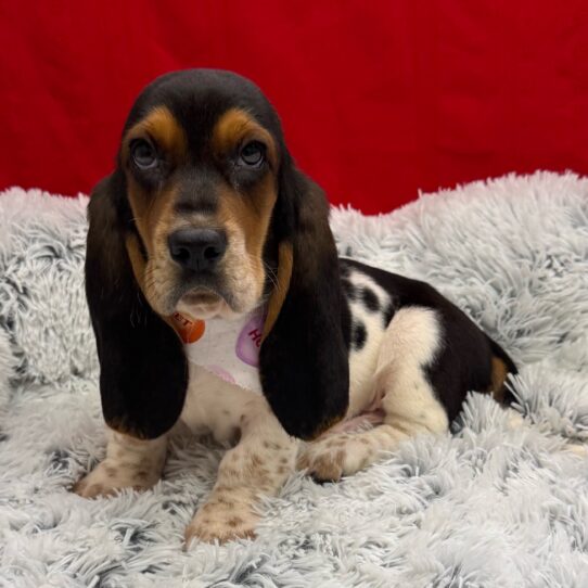 Basset Hound-DOG-Male-Black White and Tan-10030-Petland Pensacola, Florida