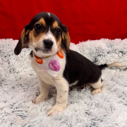 Beagle-DOG-Male-Black White / Tan-10020-Petland Pensacola, Florida