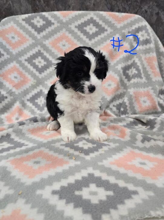 Mini Aussiedoodle-DOG-Male-Black Tan / White-10041-Petland Pensacola, Florida