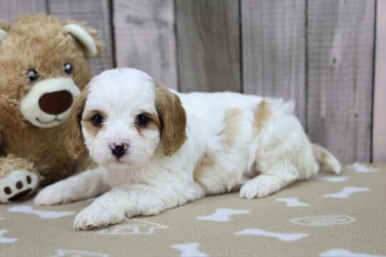 Cavapoo-DOG-Female-White-10047-Petland Pensacola, Florida