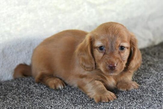 Dachshund-DOG-Male-Red-10048-Petland Pensacola, Florida