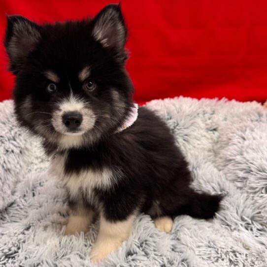 Pomsky-DOG-Male-Black / Tan-10049-Petland Pensacola, Florida