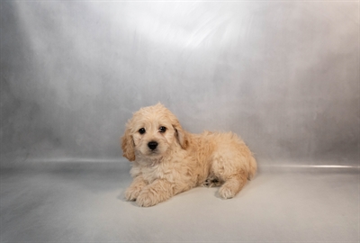 Cockapoo-DOG-Female-Apricot-10077-Petland Pensacola, Florida