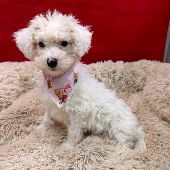 Sheepadoodle 2nd Gen-DOG-Male-White-10061-Petland Pensacola, Florida