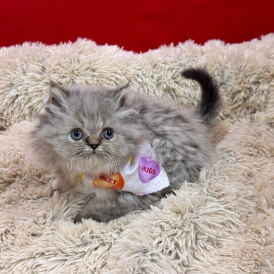 Persian-KITTEN-Male-Silver Point-10063-Petland Pensacola, Florida