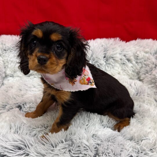 Cavalier King Charles Spaniel-DOG-Male-Black and Tan-10076-Petland Pensacola, Florida