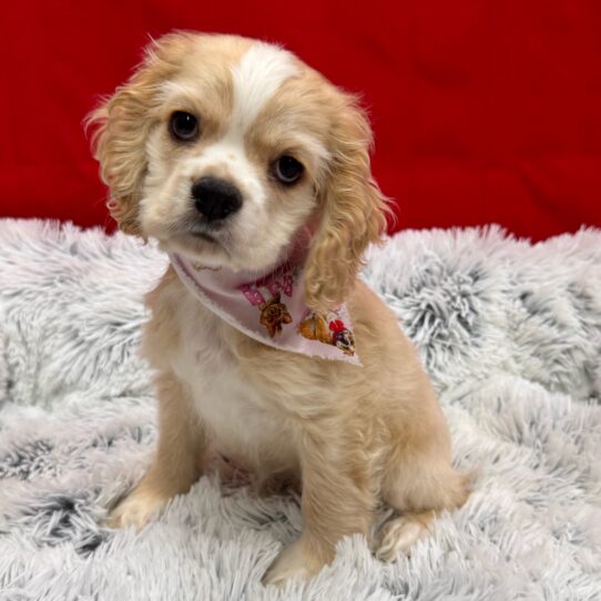 Cocker Spaniel-DOG-Male-Buff-10078-Petland Pensacola, Florida
