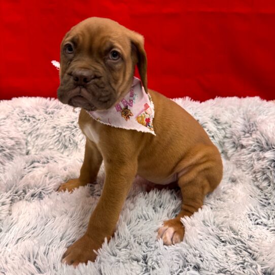 Dogue De Bordeaux-DOG-Male-Red-10079-Petland Pensacola, Florida