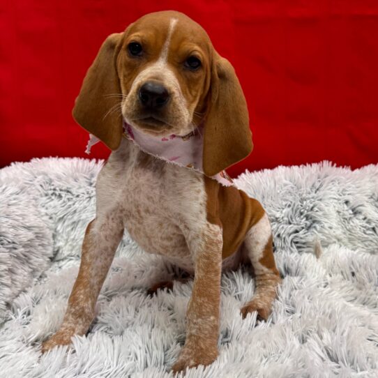 English Coonhound-DOG-Female-Red and White-10080-Petland Pensacola, Florida
