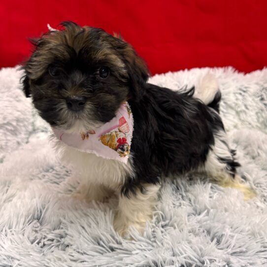 Havanese-DOG-Male-Red Sable-10081-Petland Pensacola, Florida