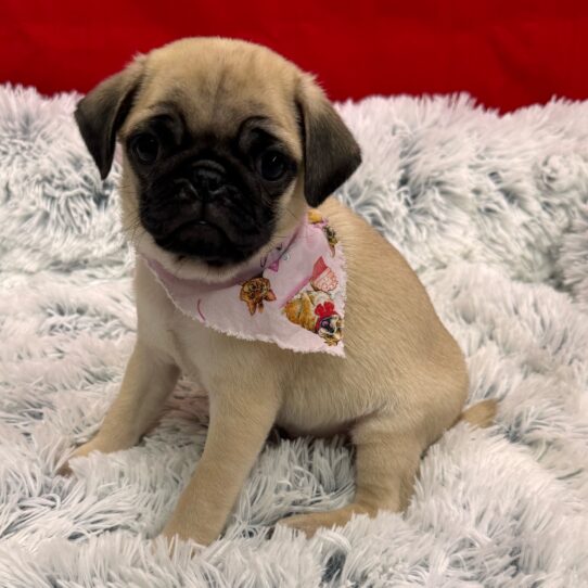 Pug-DOG-Male-Fawn-10082-Petland Pensacola, Florida