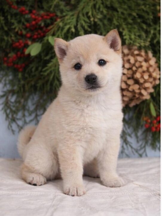 Shiba Inu-DOG-Male-Cream-10087-Petland Pensacola, Florida