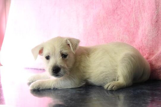 West Highland White Terrier-DOG-Male-White-10088-Petland Pensacola, Florida