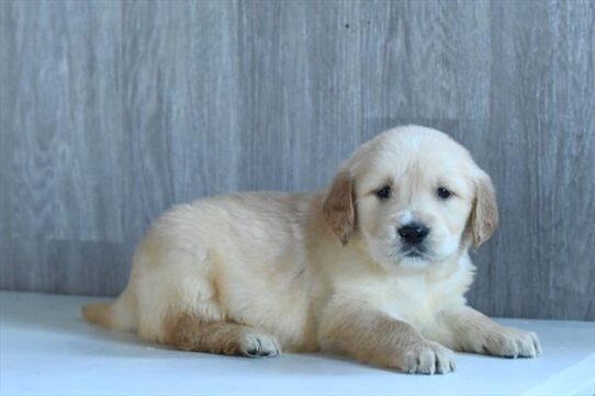 Golden Retriever-DOG-Female-Golden-10090-Petland Pensacola, Florida