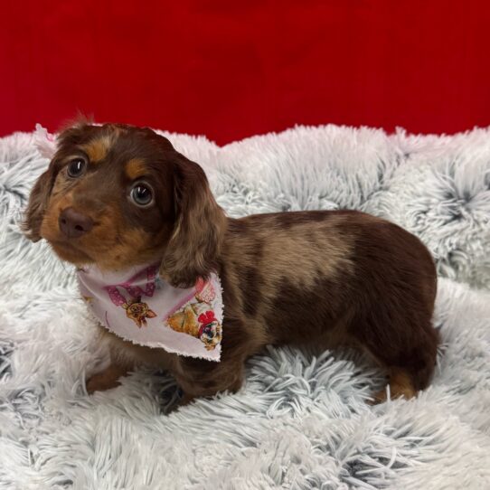 Dachshund-DOG-Female-Chocolate-10091-Petland Pensacola, Florida