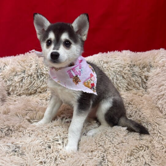 Alaskan Klee Kai-DOG-Female-Black / Silver-10086-Petland Pensacola, Florida