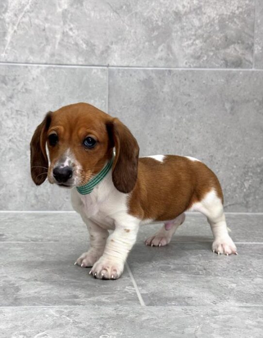 Dachshund-DOG-Male-Red-10100-Petland Pensacola, Florida