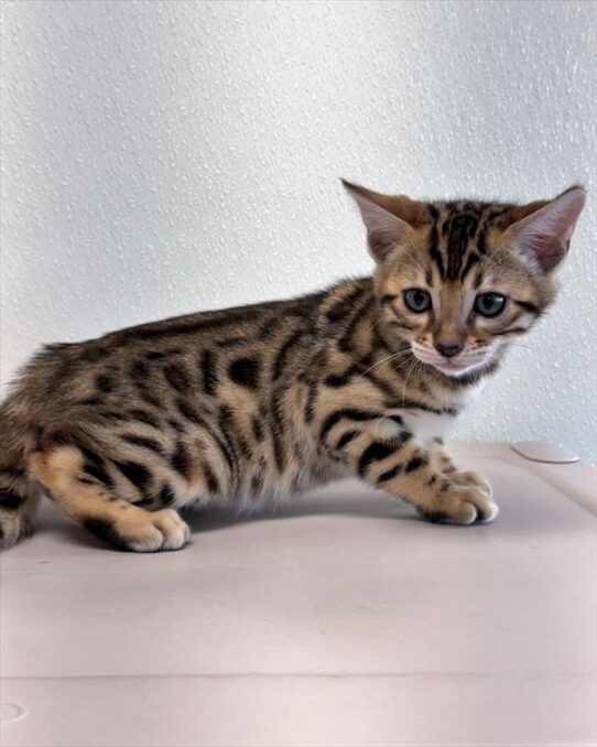 Bengal-KITTEN-Male-Brown / Black-10102-Petland Pensacola, Florida