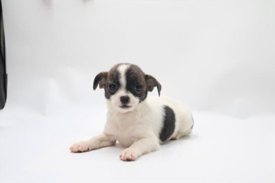 Chihuahua-DOG-Female-White / Brindle-10106-Petland Pensacola, Florida