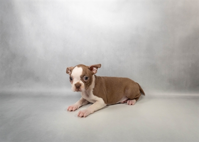 Boston Terrier-DOG-Female-Seal and White-10114-Petland Pensacola, Florida