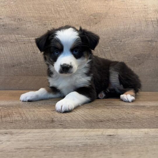 Australian Shepherd-DOG-Female-Tri-Colored-10128-Petland Pensacola, Florida