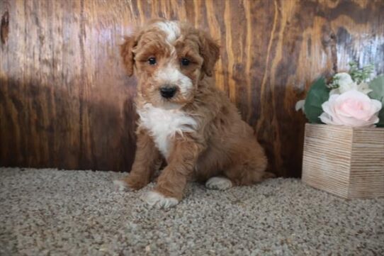 Poodle-DOG-Male-Red / White-10130-Petland Pensacola, Florida