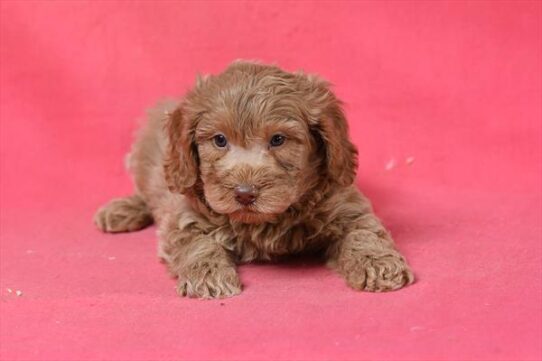Goldendoodle Mini 2nd Gen-DOG-Male-Apricot-10132-Petland Pensacola, Florida
