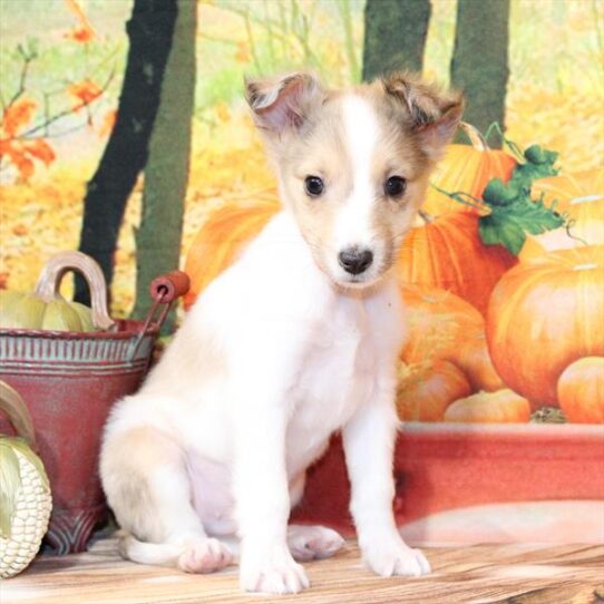 Shetland Sheepdog-DOG-Male-Red Merle-9776-Petland Pensacola, Florida