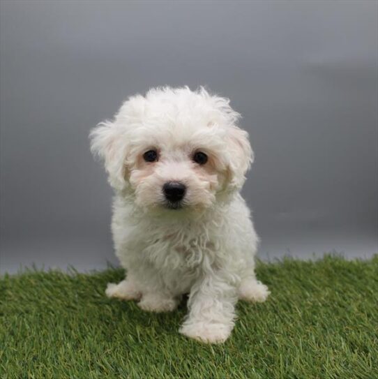 Bichon Frise-DOG-Male-White-9849-Petland Pensacola, Florida