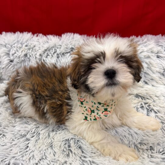 Lhasa Apso-DOG-Male-Golden-9864-Petland Pensacola, Florida