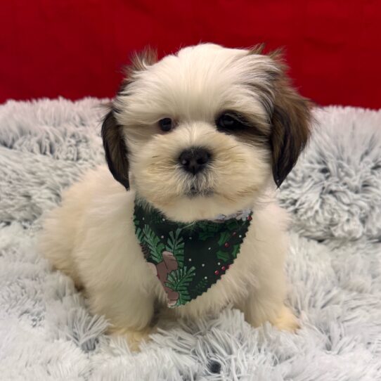 Lhasa Apso-DOG-Male-Sable-9969-Petland Pensacola, Florida