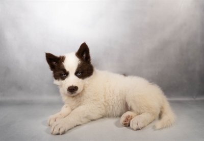 Siberian Husky-DOG-Female-Copper and White-10034-Petland Pensacola, Florida