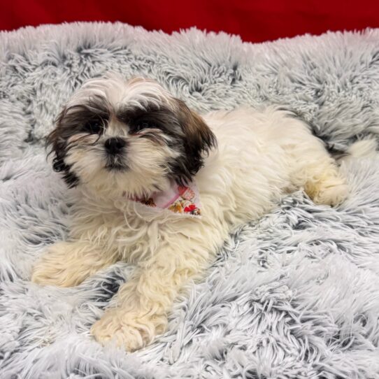 Lhasa Apso-DOG-Male-Golden-10036-Petland Pensacola, Florida