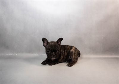 French Bulldog-DOG-Female-Brindle-10072-Petland Pensacola, Florida