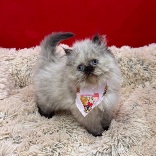 Persian-KITTEN-Female-Silver Point-10064-Petland Pensacola, Florida