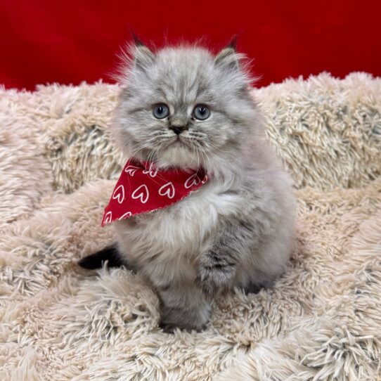 Persian-KITTEN-Male-Silver Point-10062-Petland Pensacola, Florida