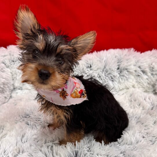 Silky Terrier-DOG-Female-Black and Tan-10083-Petland Pensacola, Florida