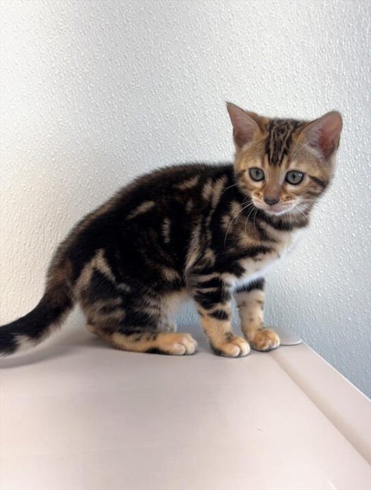 Bengal-KITTEN-Female-Brown / Black-10103-Petland Pensacola, Florida