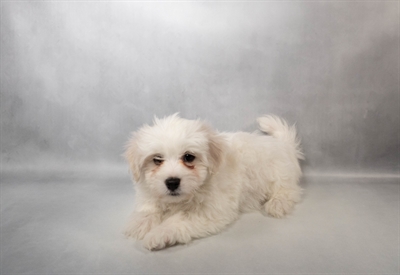 Coton De Tulear-DOG-Male-White-10117-Petland Pensacola, Florida