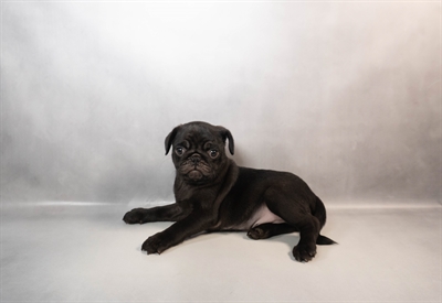 Pug-DOG-Male-Black-10118-Petland Pensacola, Florida