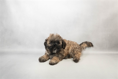 Bichon-Poodle-DOG-Male-Café-10120-Petland Pensacola, Florida