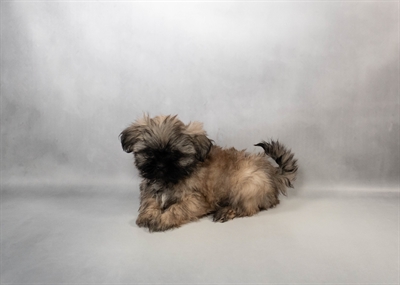 Shih Tzu-DOG-Male-Gold-10119-Petland Pensacola, Florida