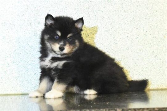 Pomsky-DOG-Male-Black / Tan-10129-Petland Pensacola, Florida